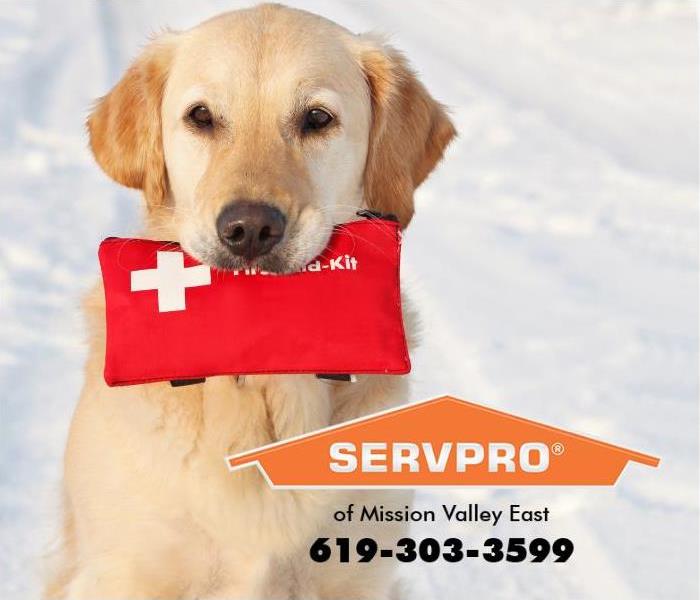 A Golden Retriever is shown holding a first aid kit. 