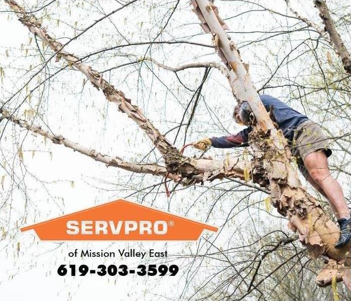 person in tree sawing off a limb