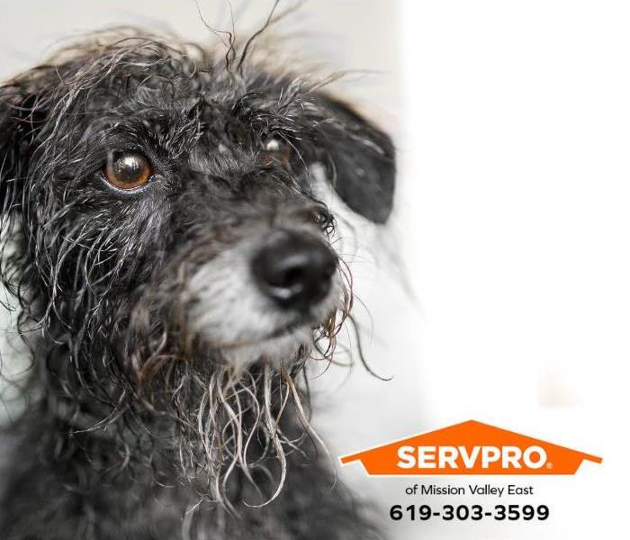 A dog with wet fur brings moisture and mold growth potential into a home.